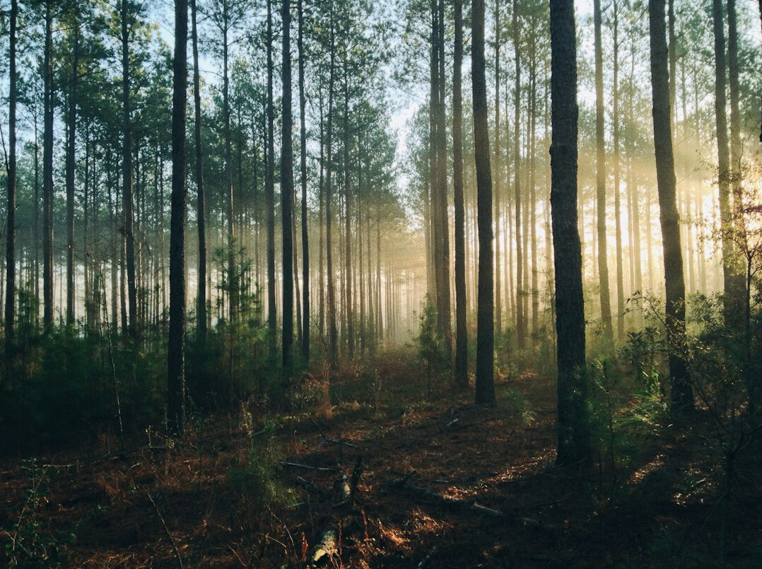 Misty forest at sunrise